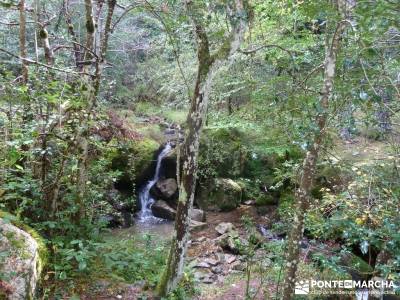 Parque Natural Sierra de Cebollera (Los Cameros) - Acebal Garagüeta;parques naturales de la rioja t